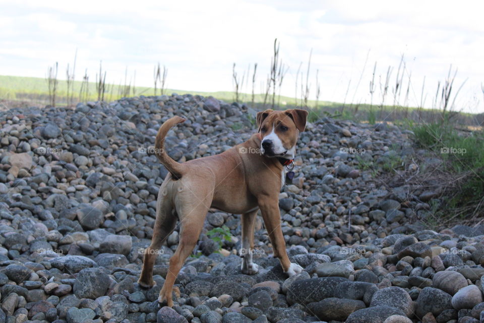 Odin in his natural habitat 