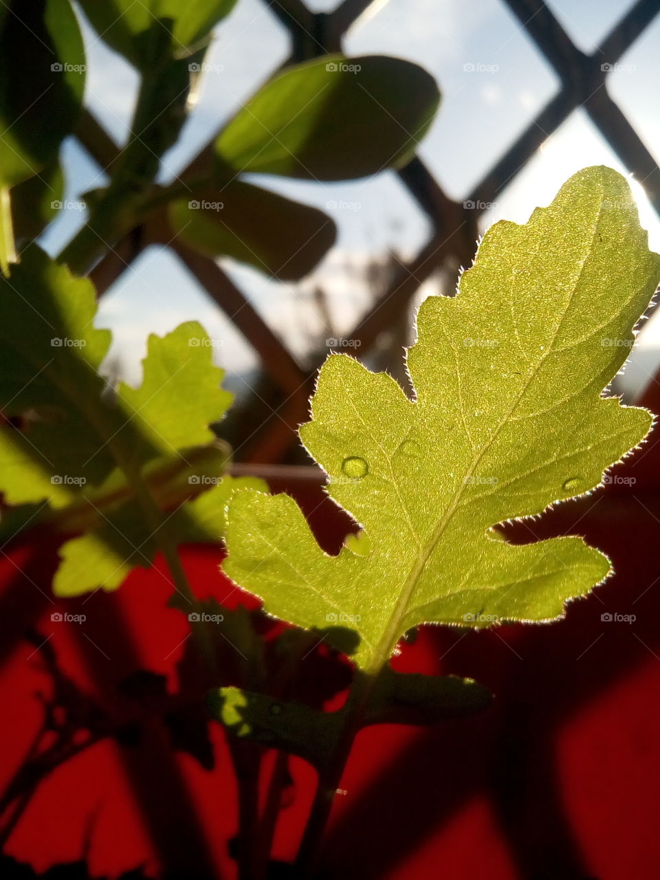 Leaf, No Person, Nature, Flora, Growth