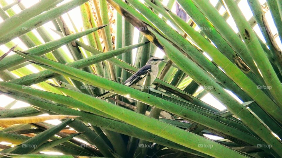 Bird in yucca tree