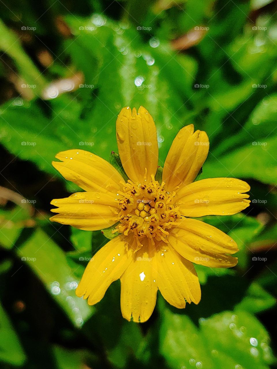 wild flowers captured