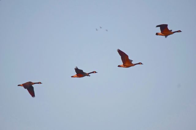 Flying Geese 