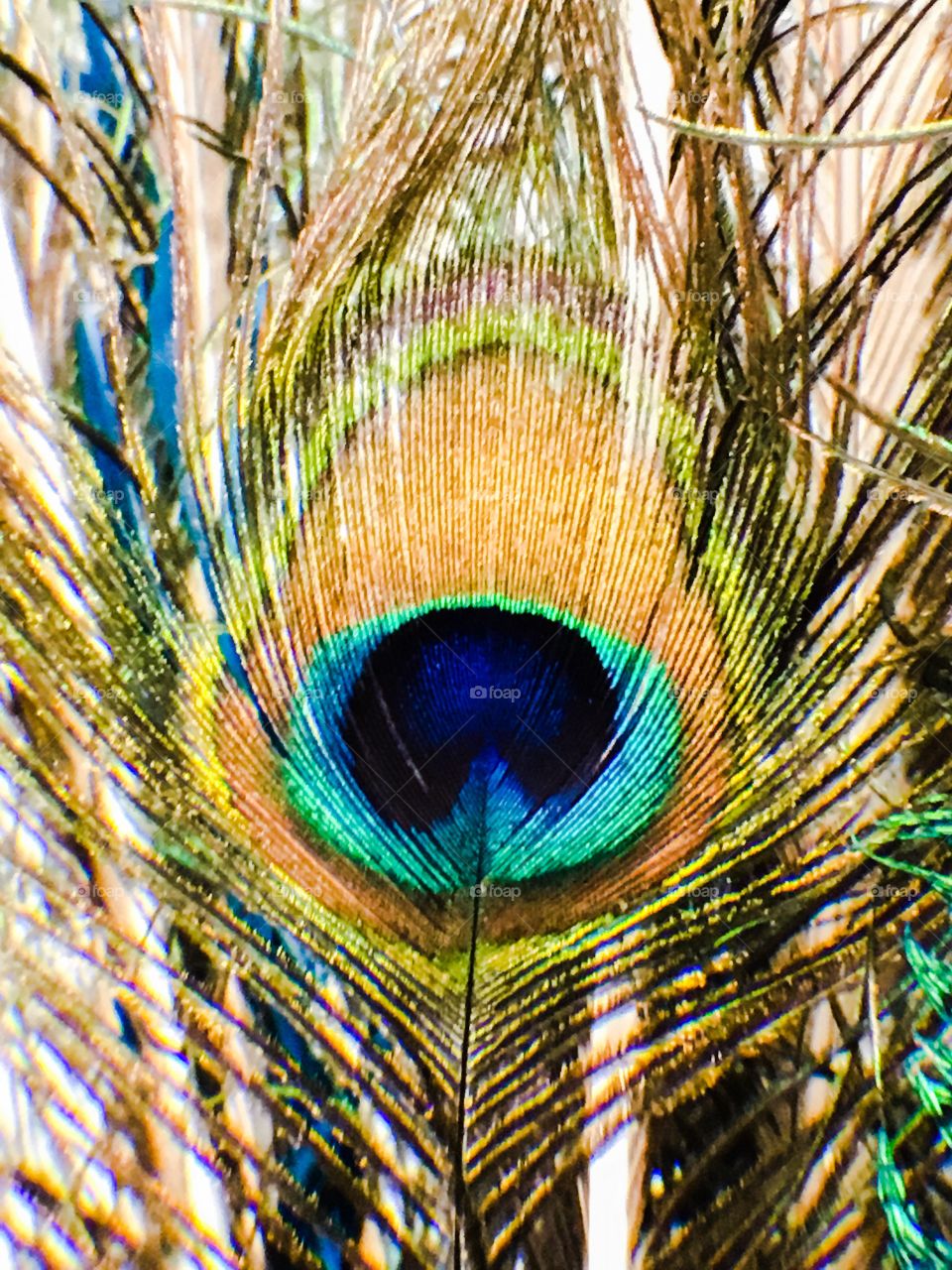 Peacock feather