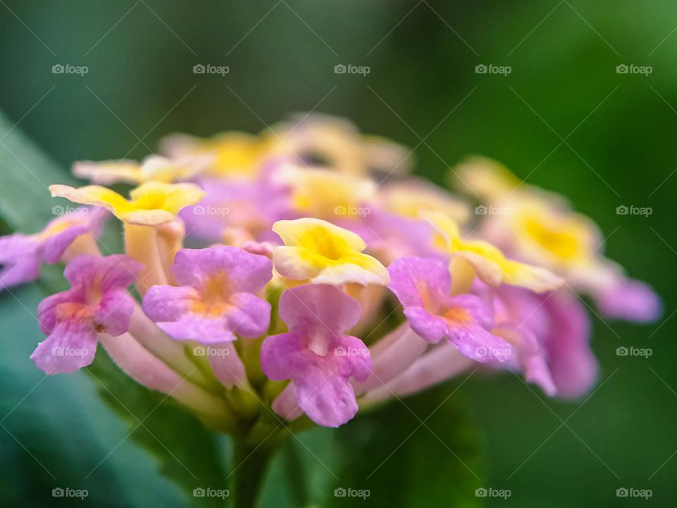 Colorful flowers.