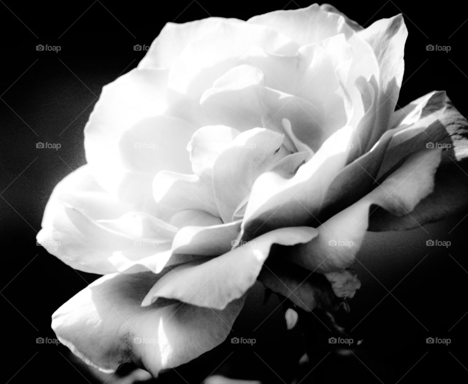 a rose in black and white