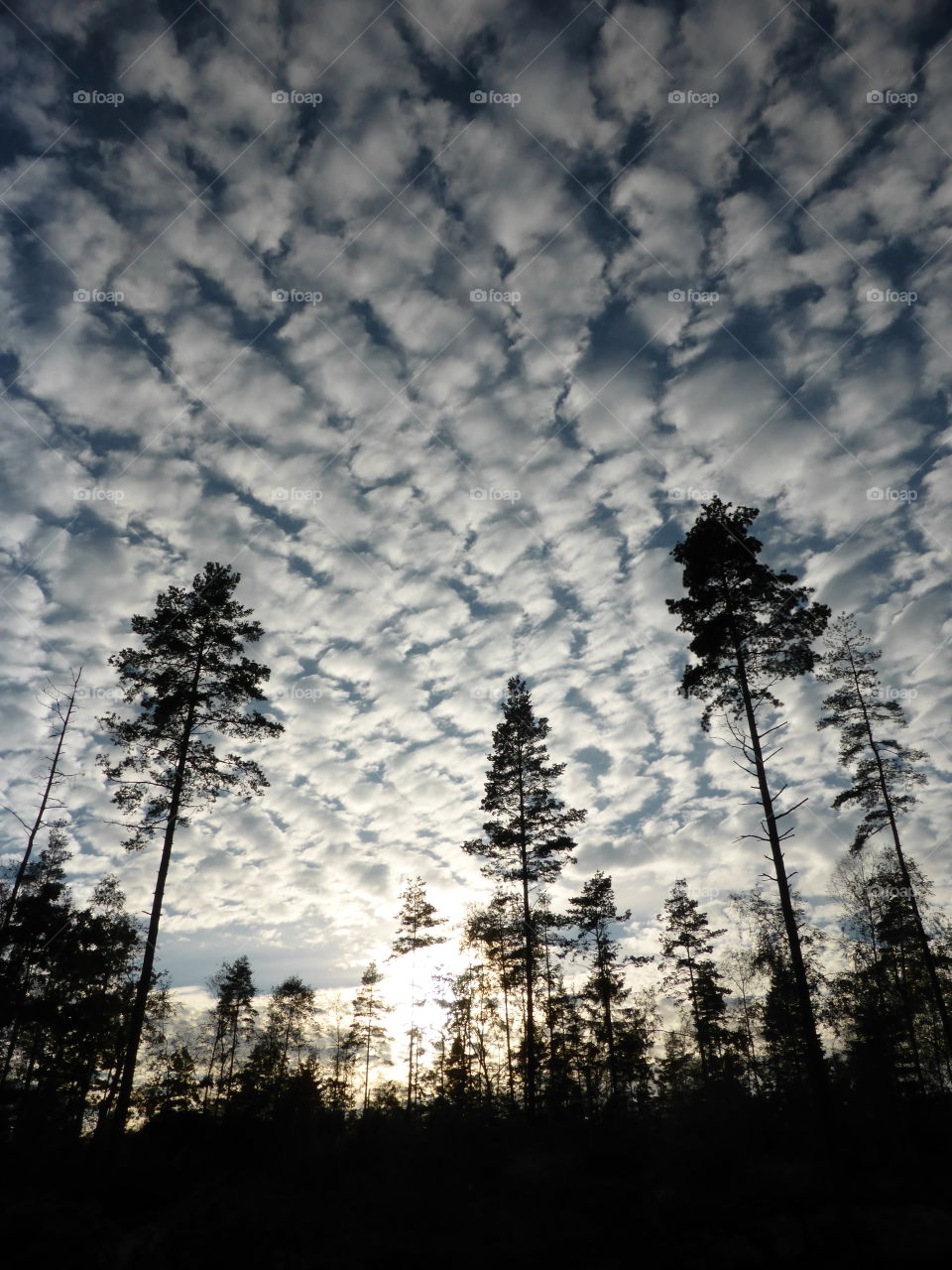 Fir trees and sky