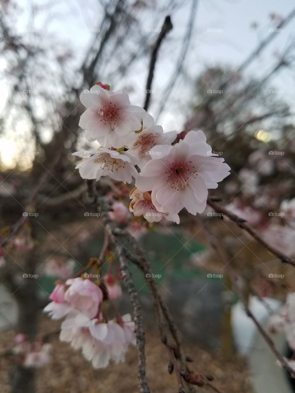 The beauty of golfing with a little color!