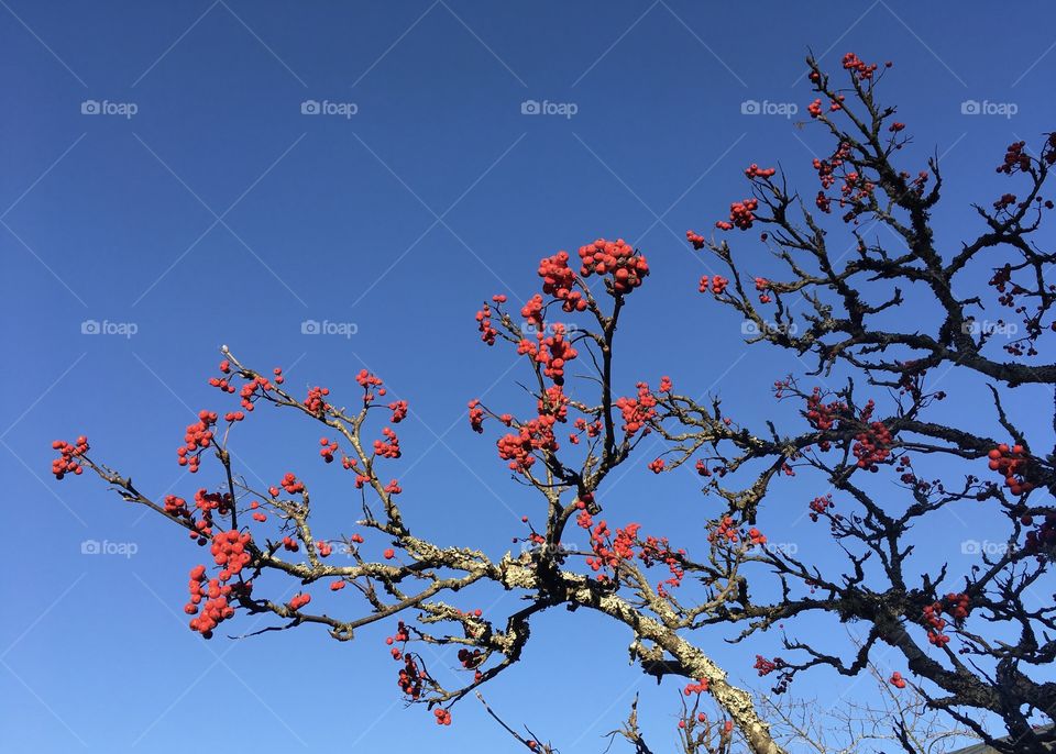 Crataegus azarolus