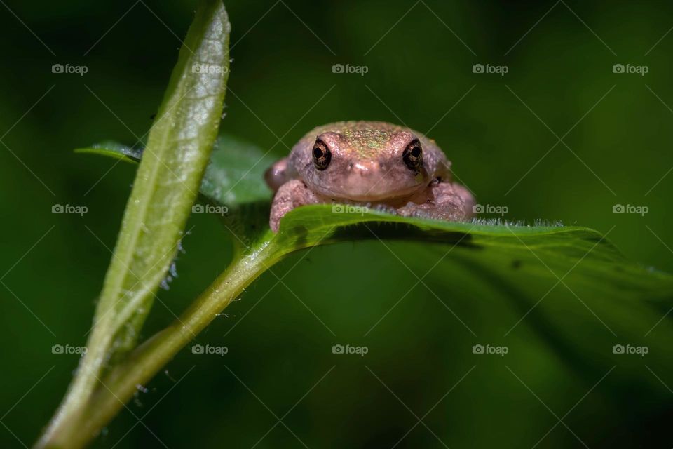 A young Cope’s Gray Tree Frog finds a comfy spot at the base of a nice green leaf. 