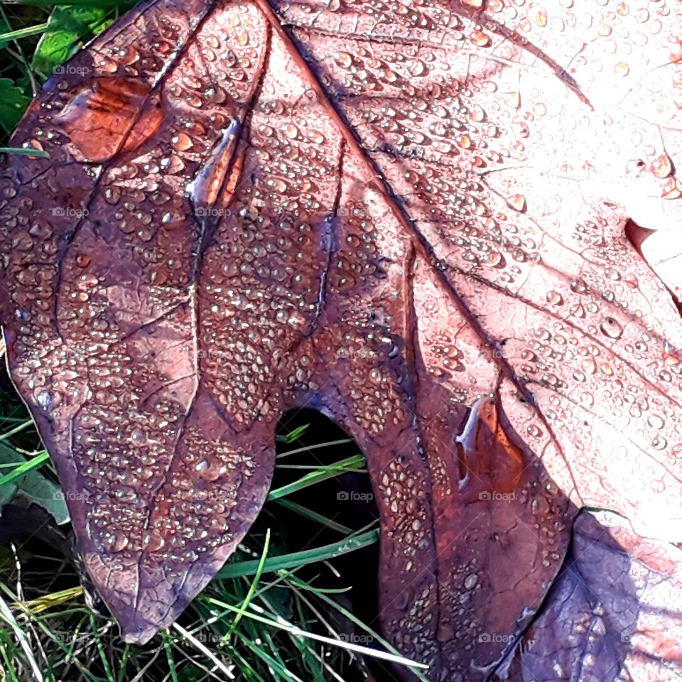 sunlit  tulip tree fallen leaf  covered  wit drops of dew