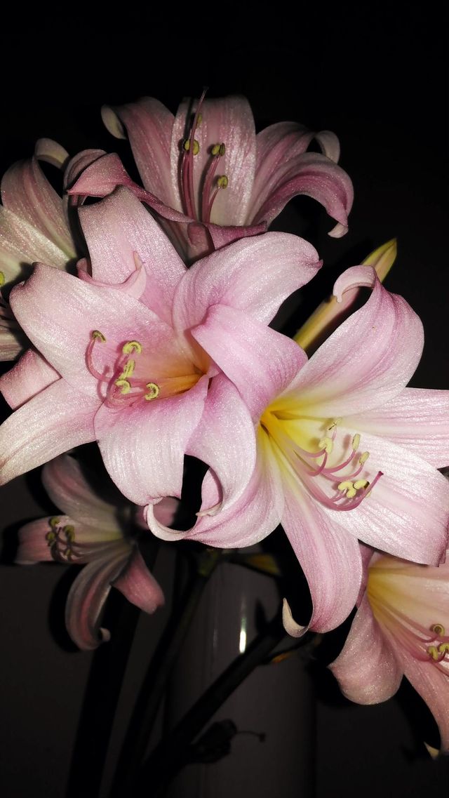 September pink amaryllis flower