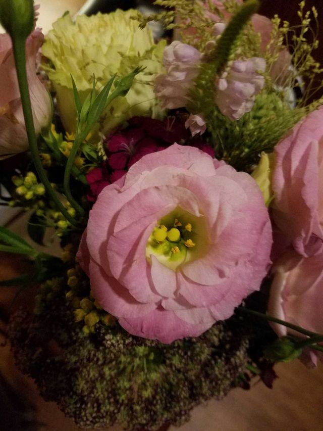 Pink Rose