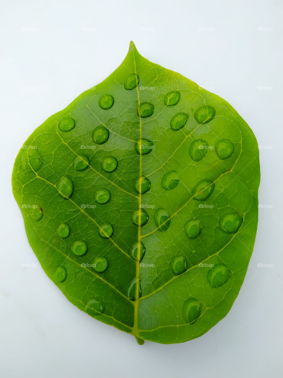 Water drop on leaf isolated on white background macro