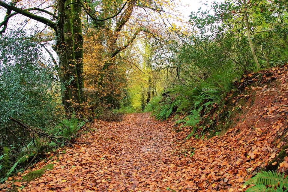 Autumn path