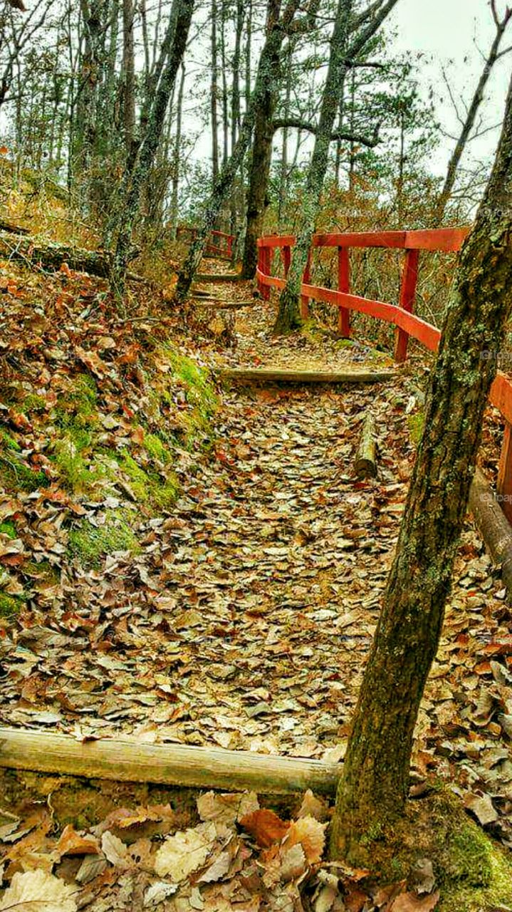 Autumn leaves falling on footpath