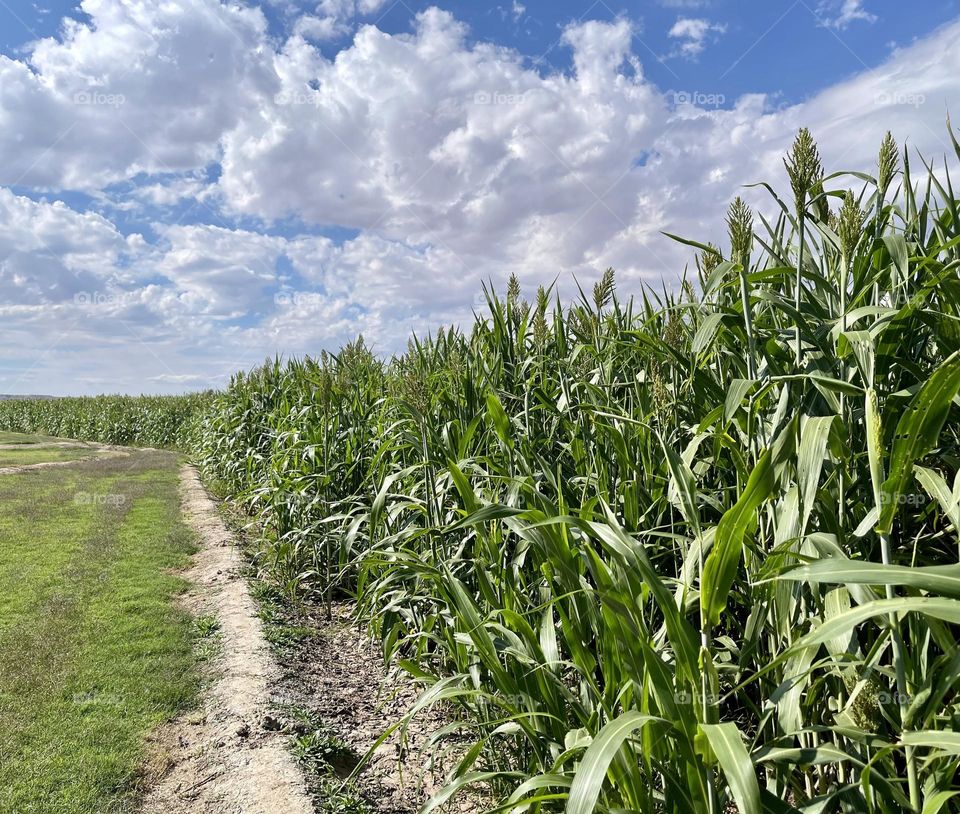 Cloudy Conditions in a Corn Maze 