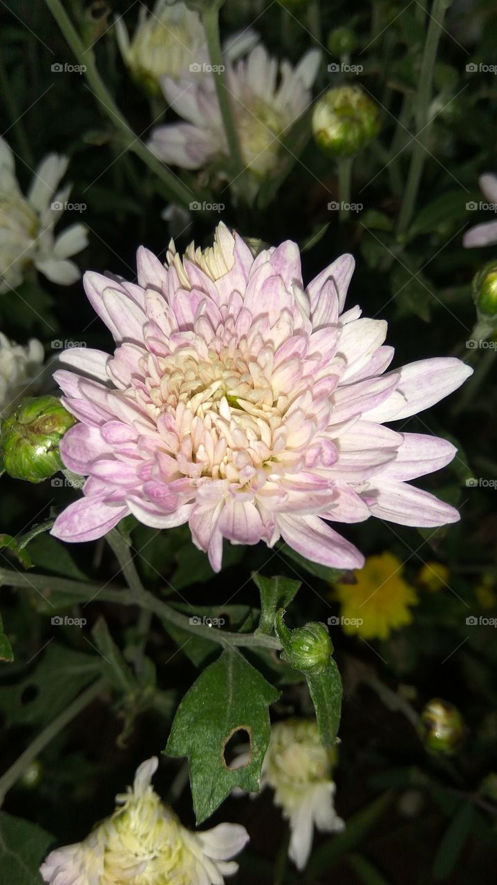 lovely lite colour flower