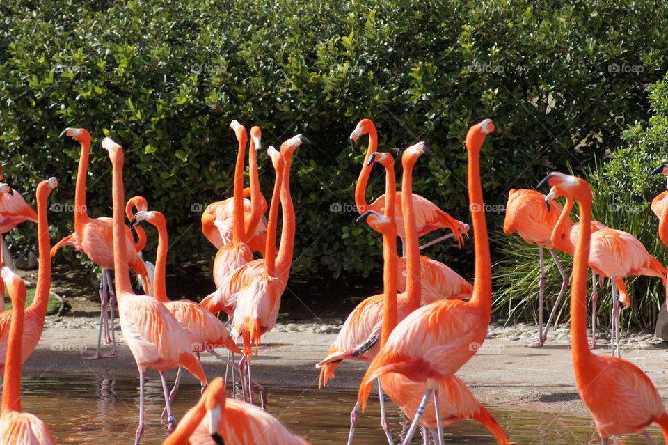 Flamingo party