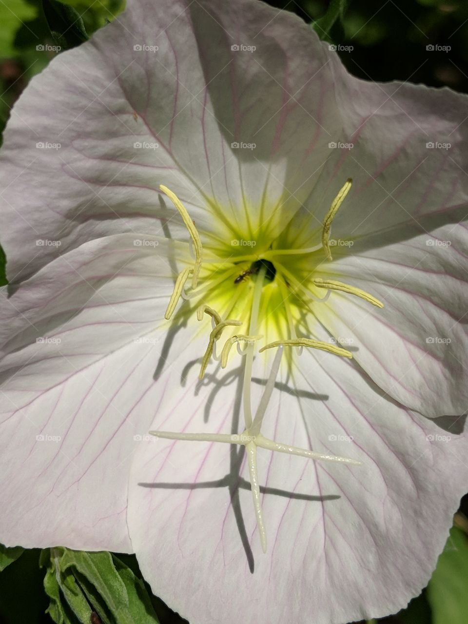 inside a buttercup