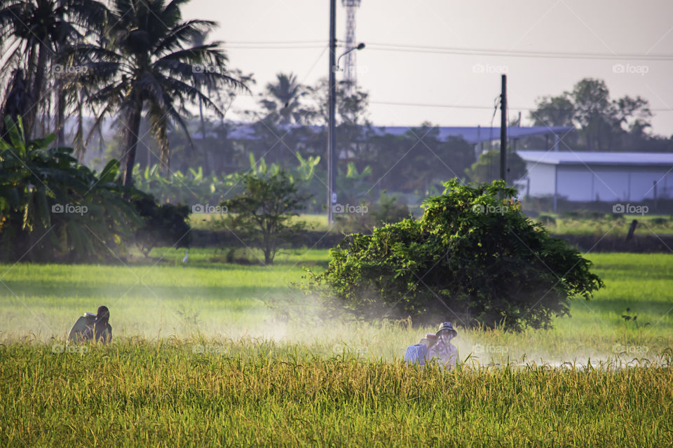 Farmers are spraying crops in a green field.