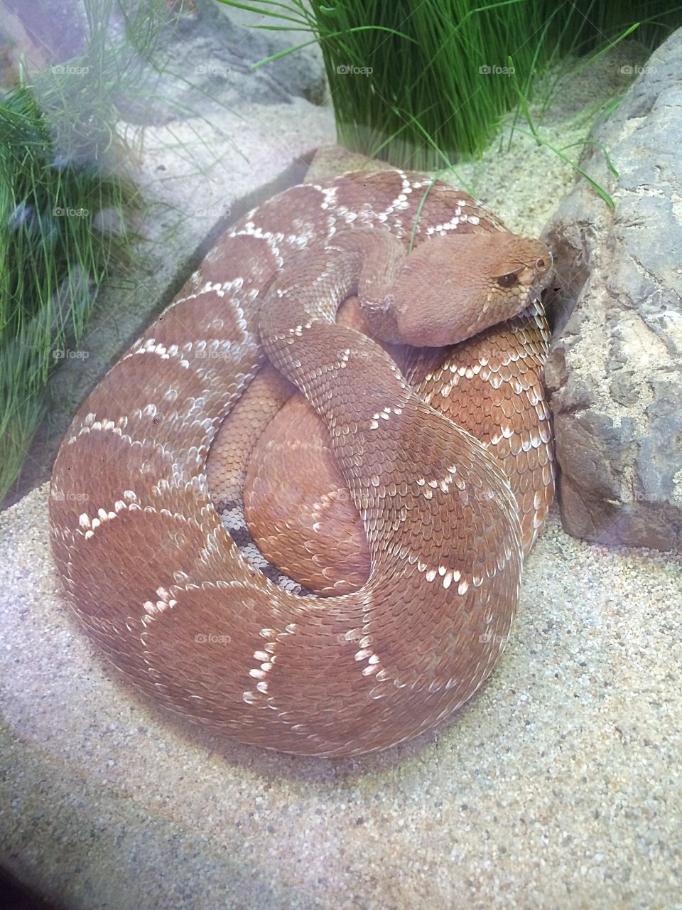 Rattlesnake