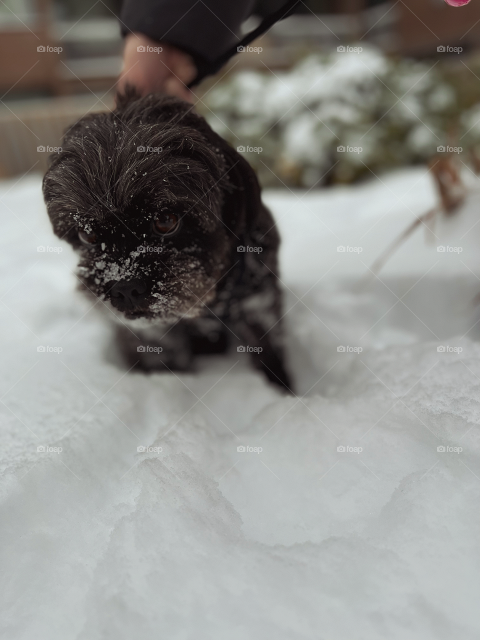 Black puppy in the snow