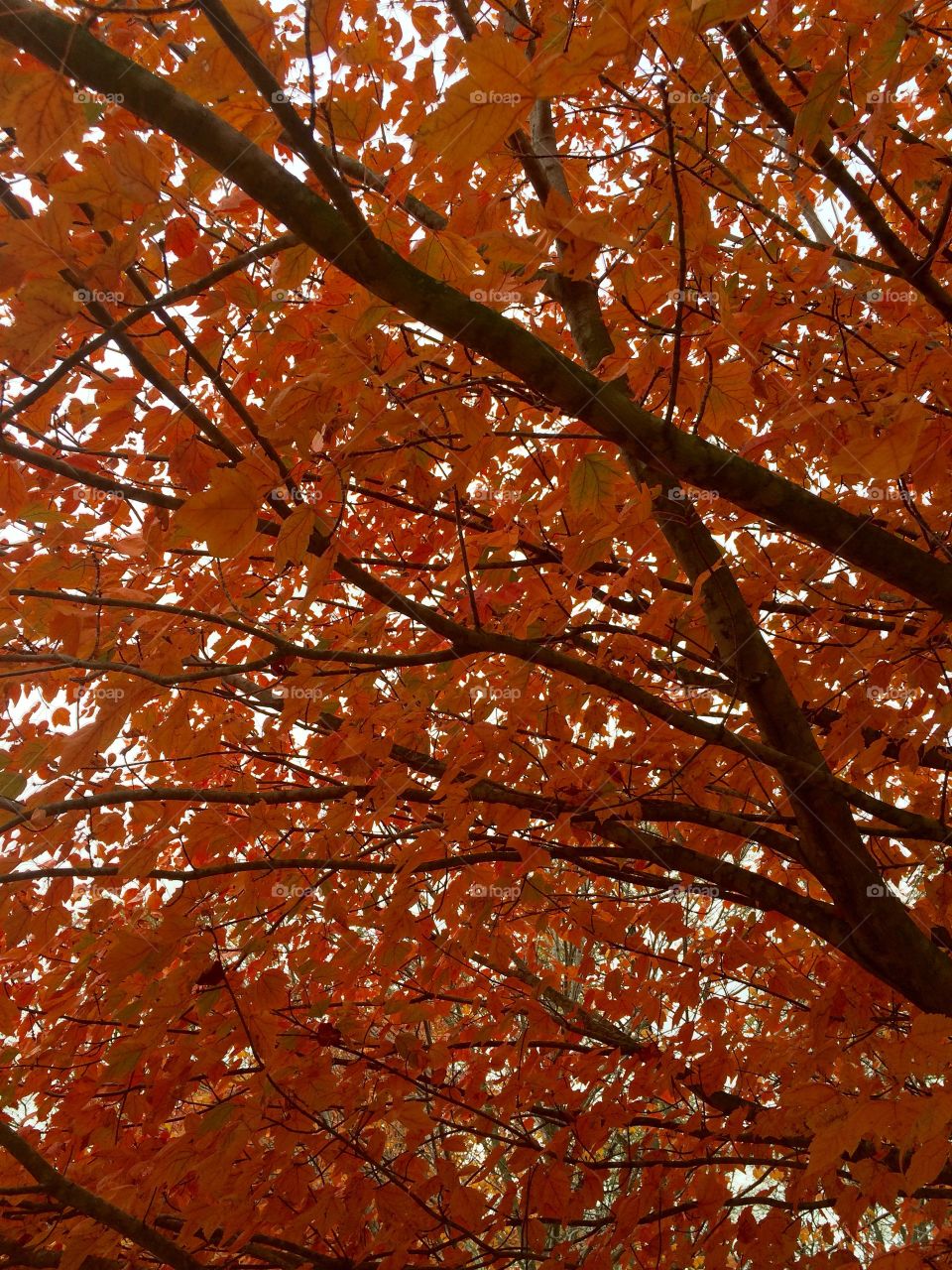 Orange leaves. 🍂 still on the tree
