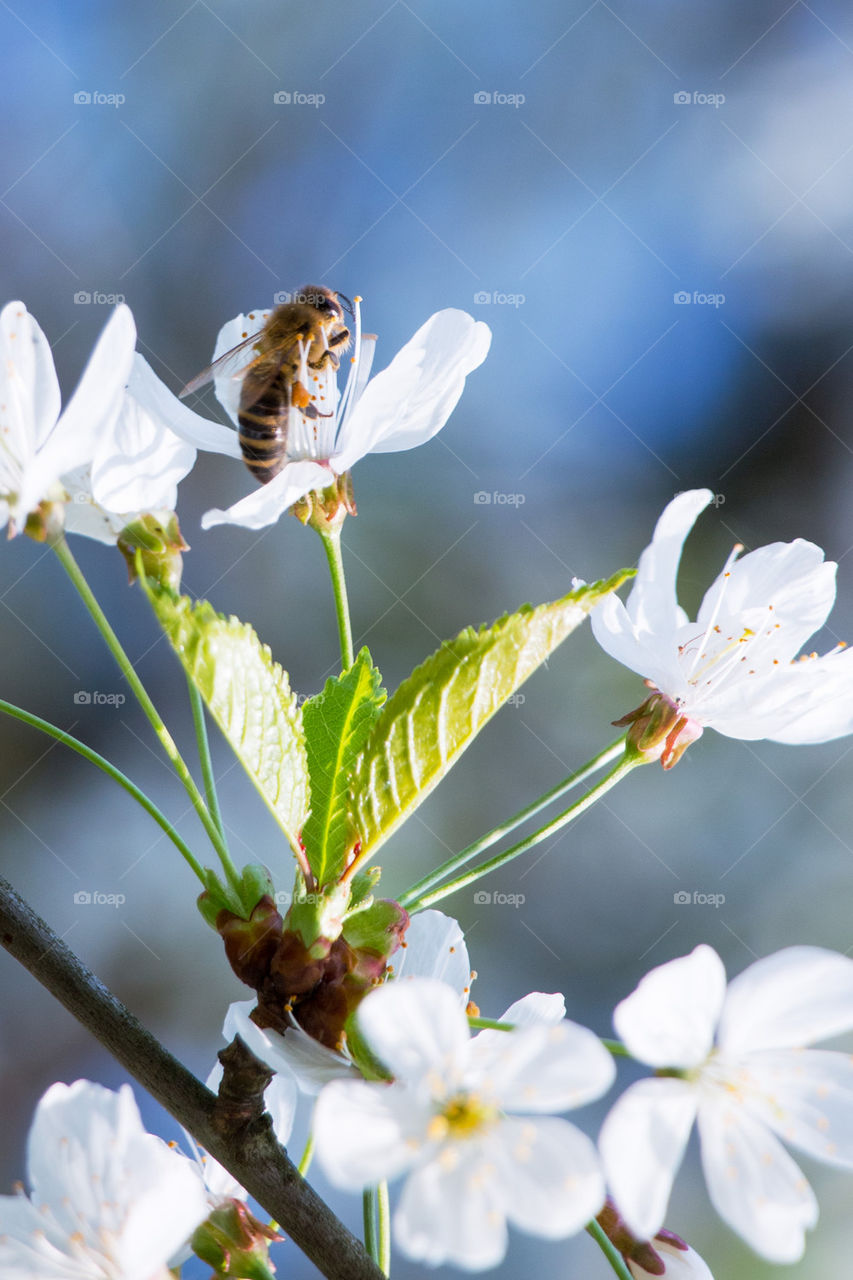 Bee on flower