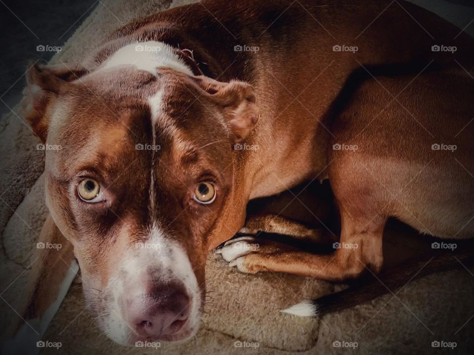 A Sweet Pibble Mix Dog Looking Up with Sad Eyes because her favorite human left home without her 🥺