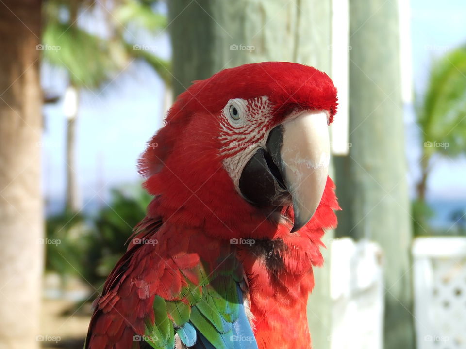 Tortola parrot 
