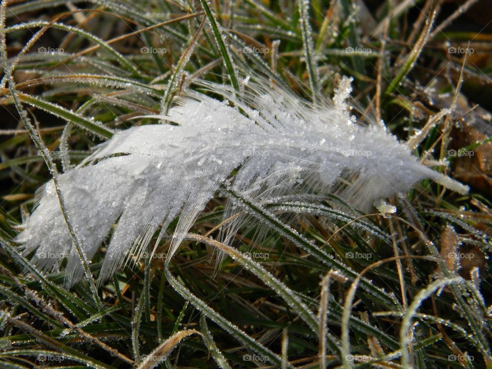Frozen feather