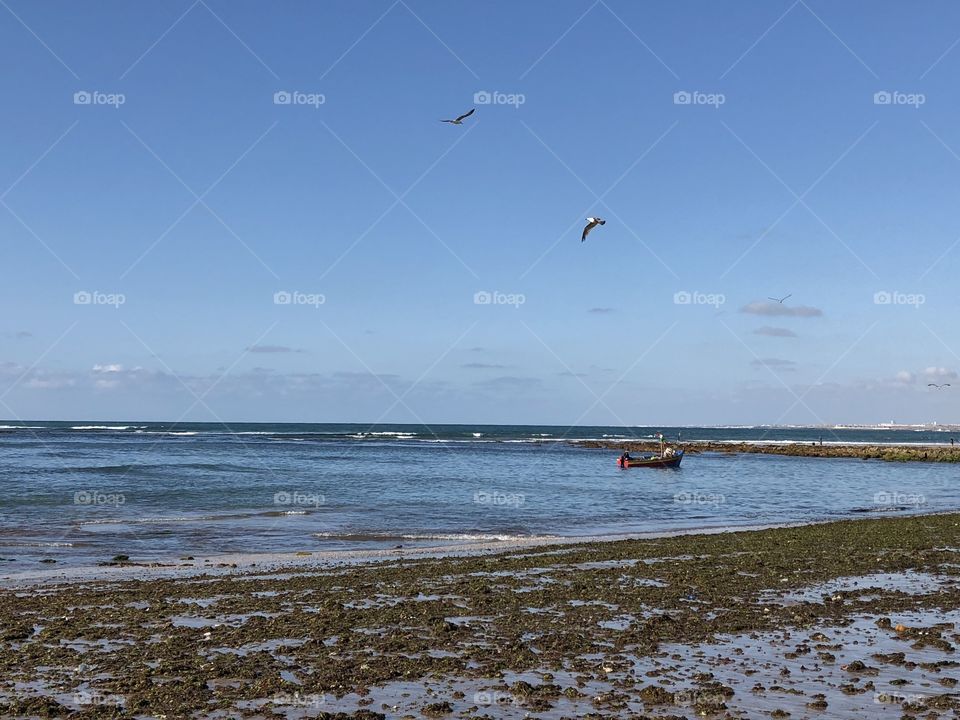 Beach Morocco bird