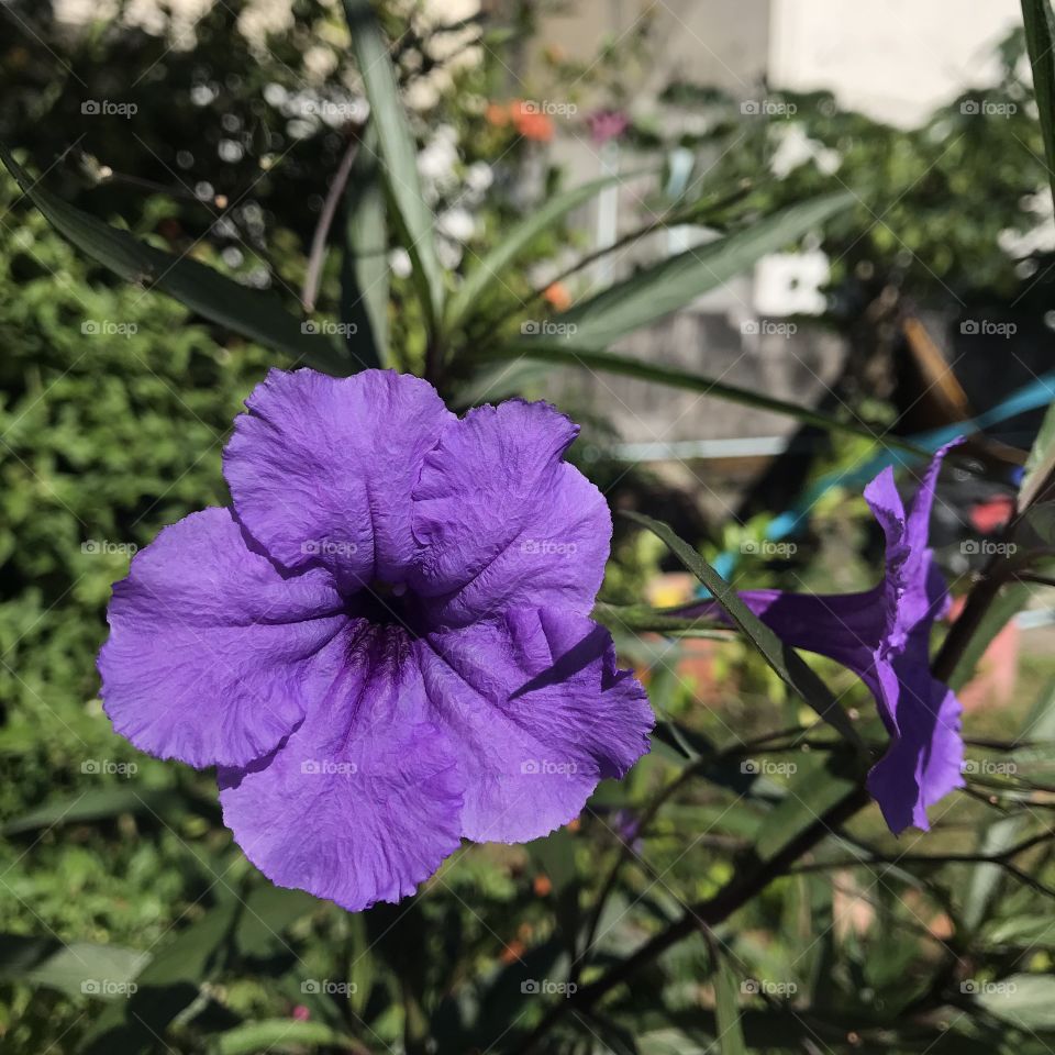 Purple flowers with the sun