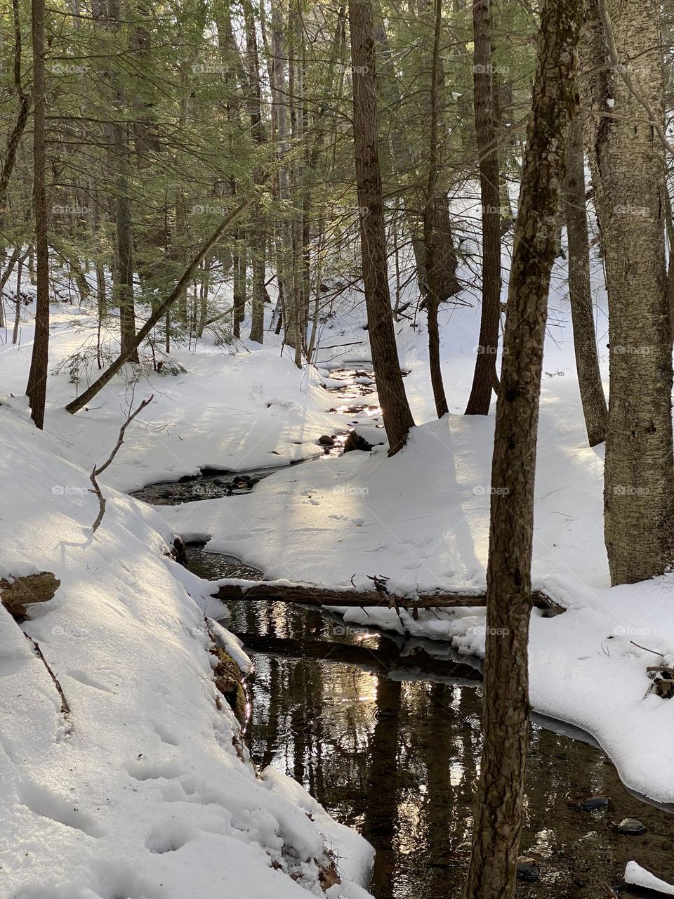 Peaceful forest winter stream reflections 