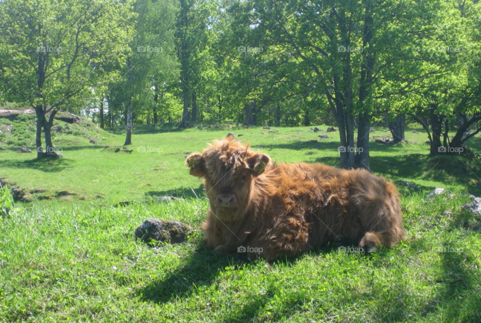 nature summer sunny animal by MagnusPm