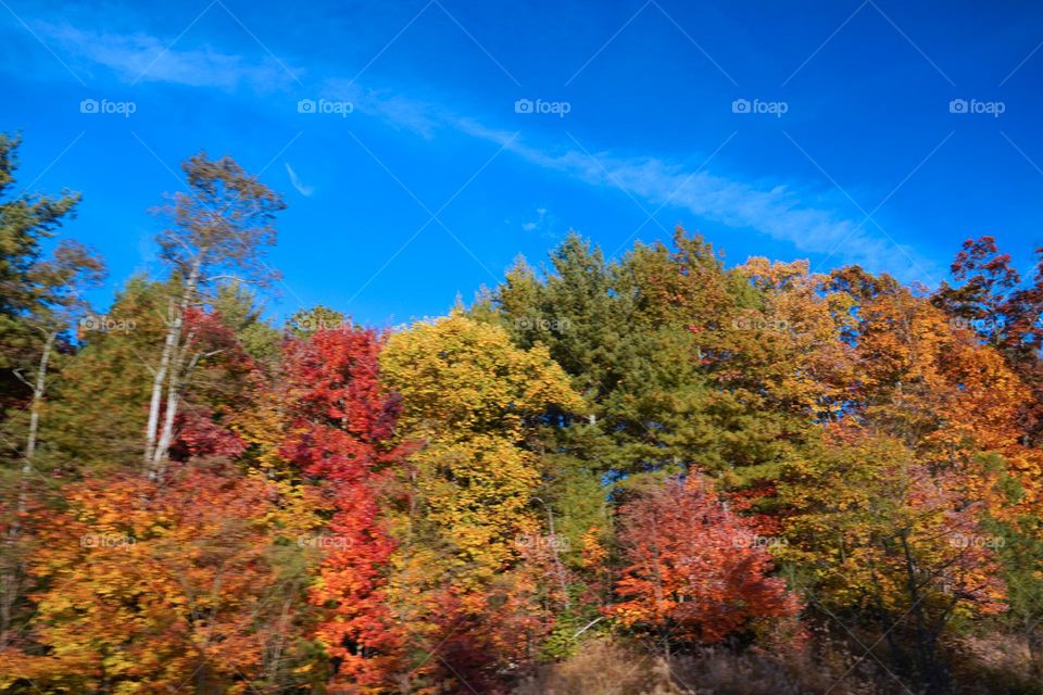 Fall Landscape * Paisaje de otoño