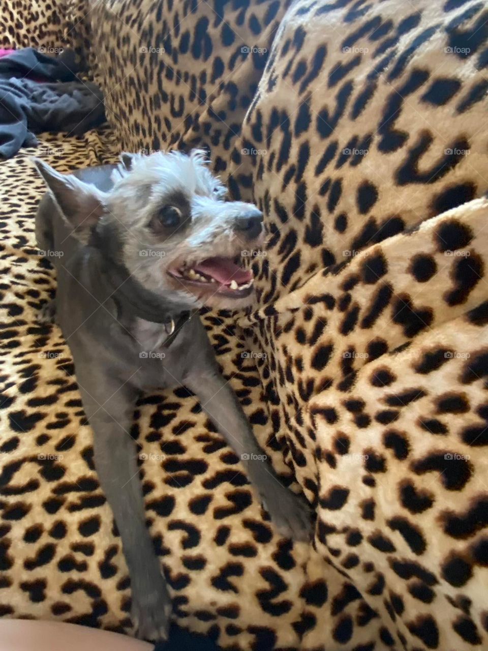 My guigui dog, schnowzer