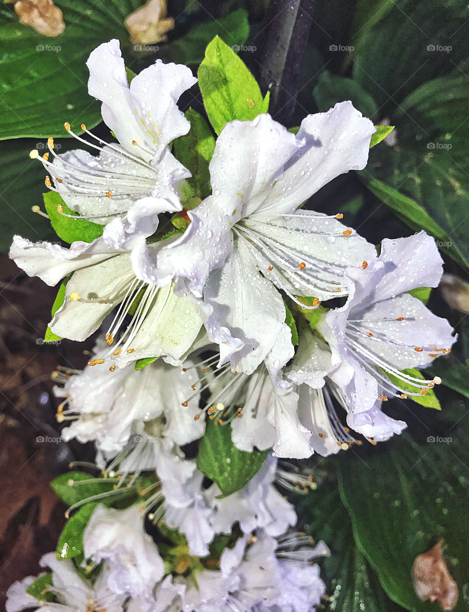 Raindrops on azalea flowers  