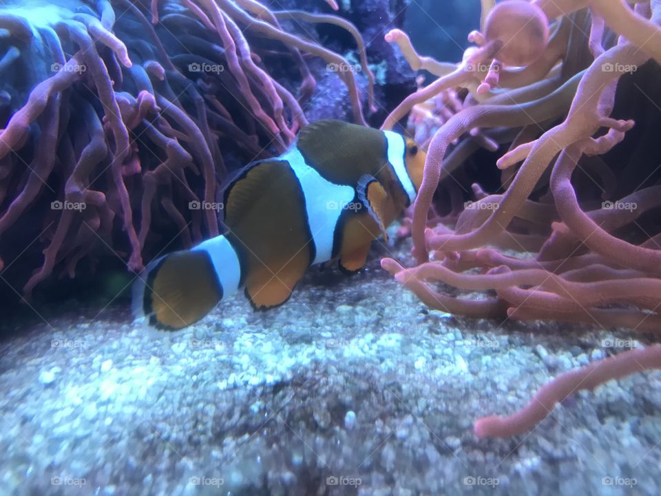 Clownfish in an anemone 