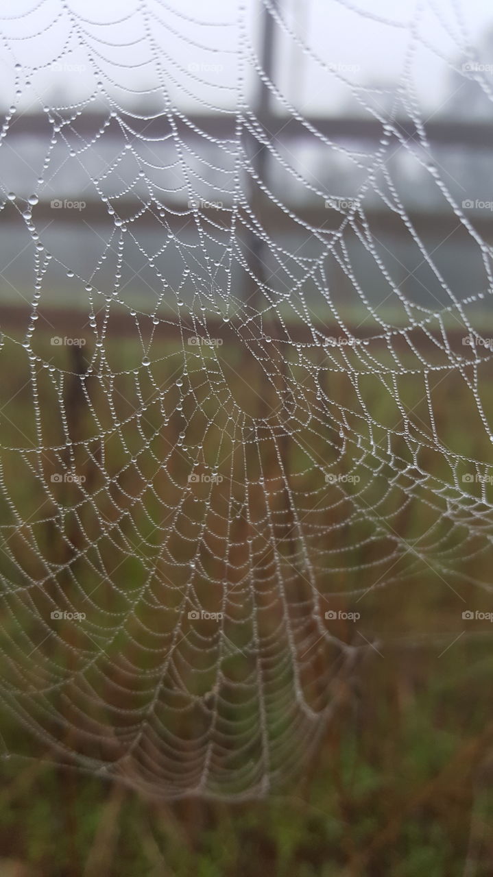 web