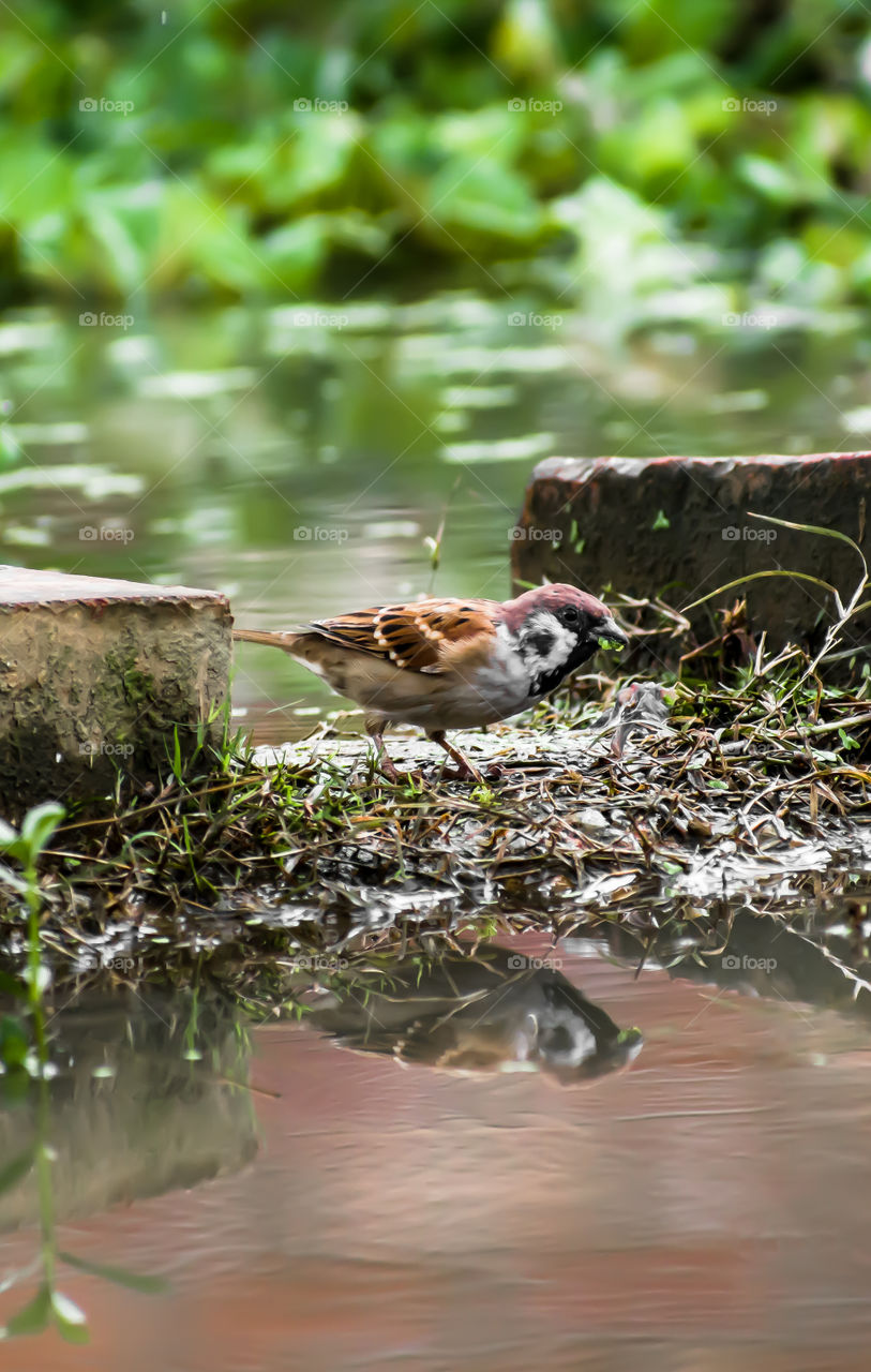 Reflection of a bird on rain water