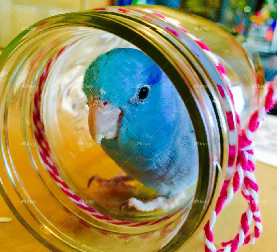 Parrotlet Jam. Parrotlet playing in mason jar