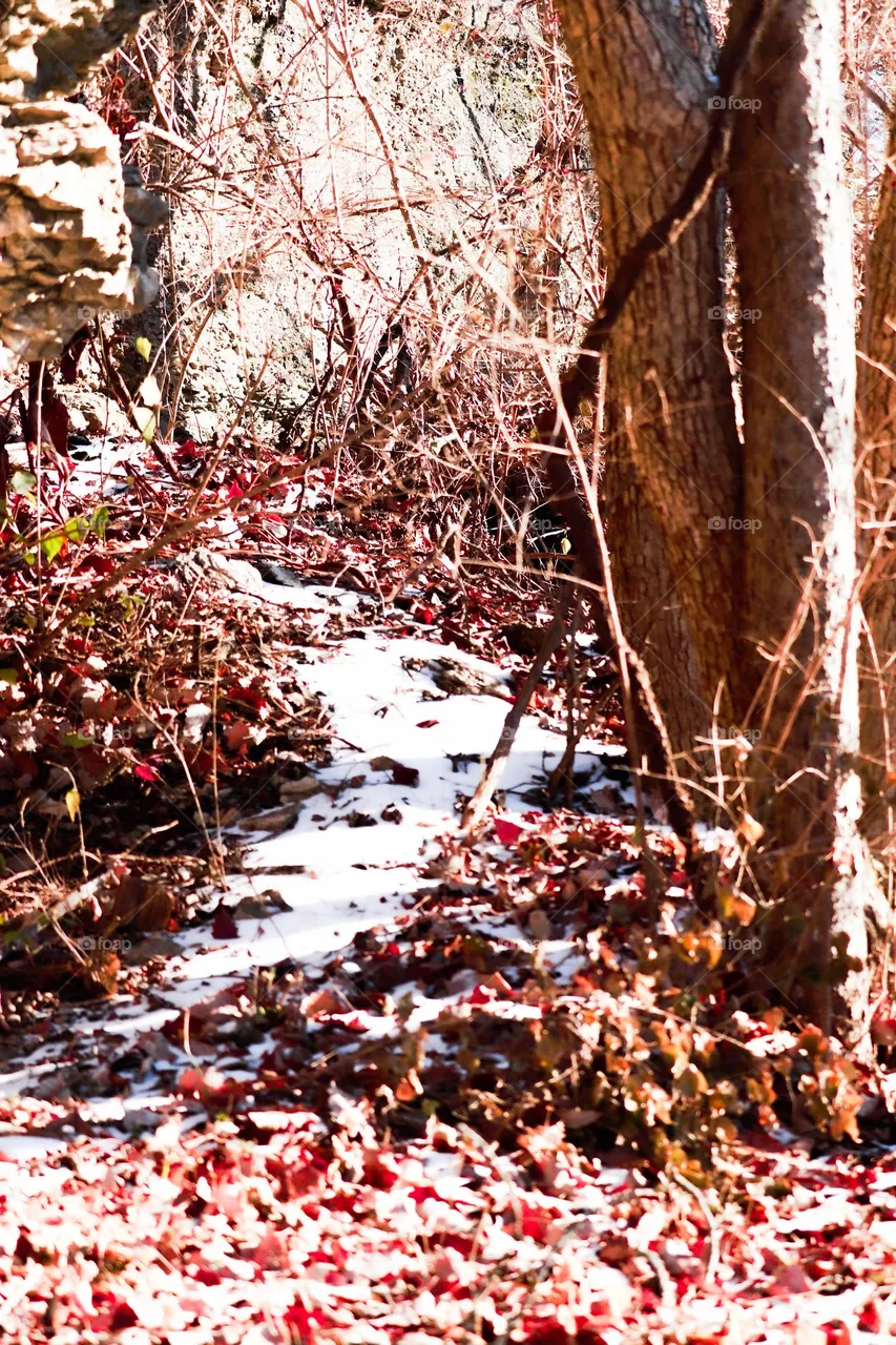 snowy trail