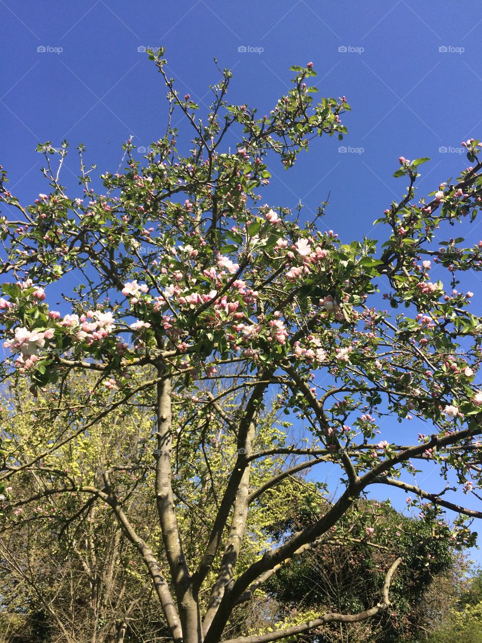 Spring blossom at the Old Orchard, Grantchester, Cambridgeshire. Springtime Apple blossom in the Old Orchard, Grantchester, Cambridgeshire, England