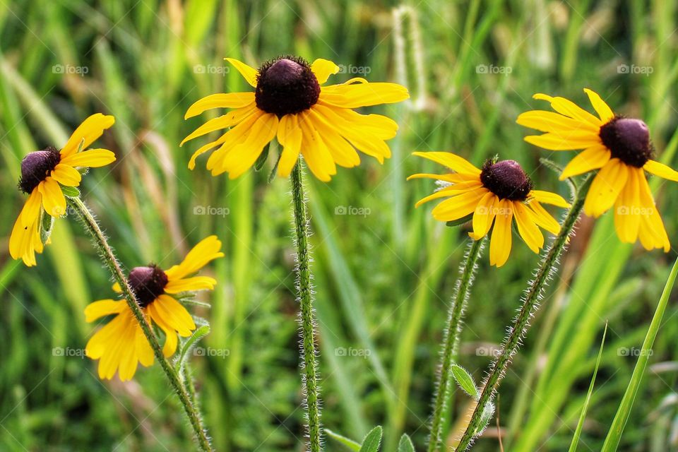 Wildflowers 