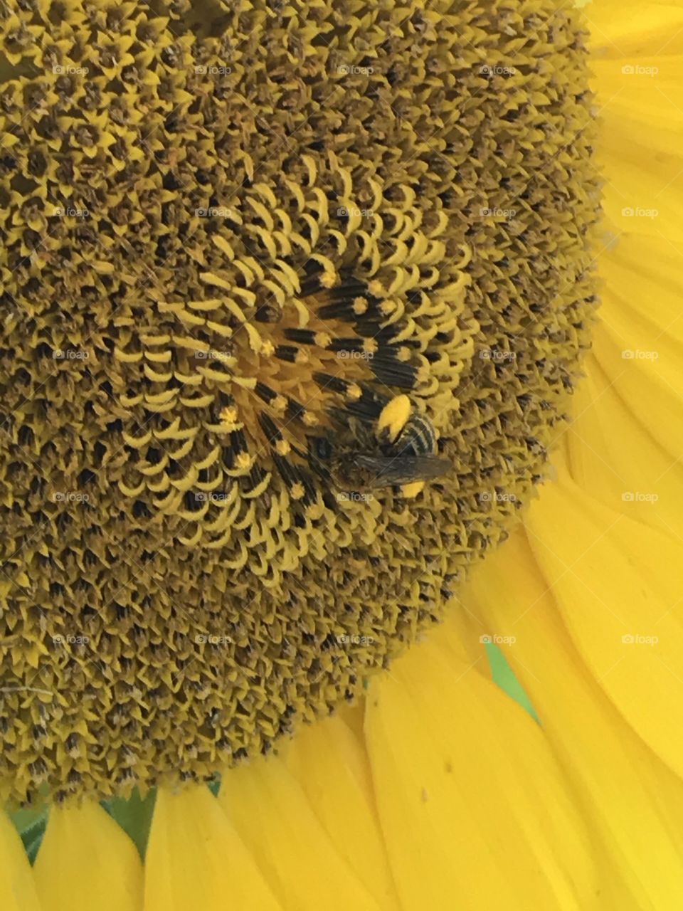 Bees Harvest 