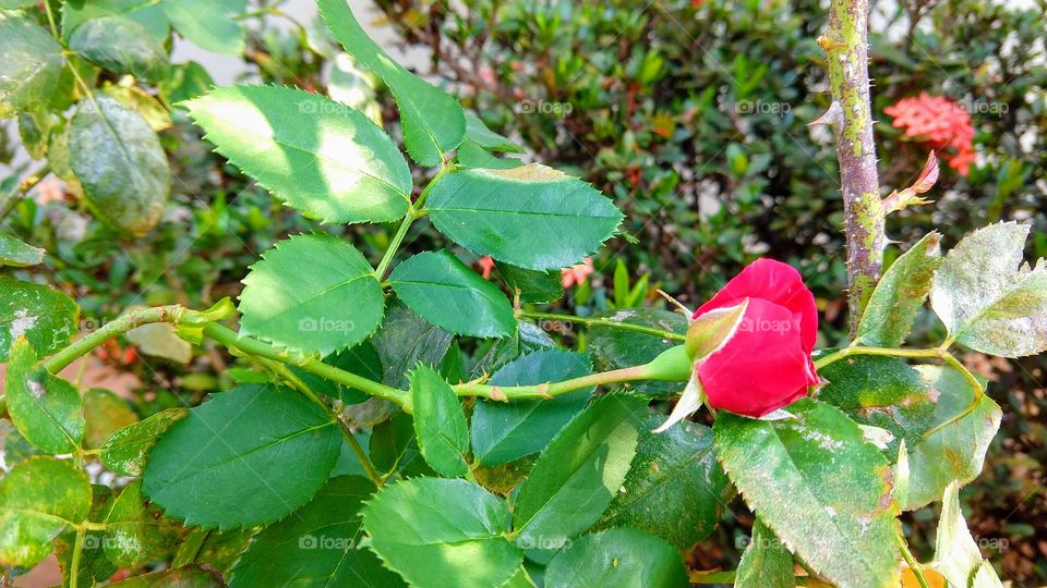 Lindo botão de rosa vermelha.