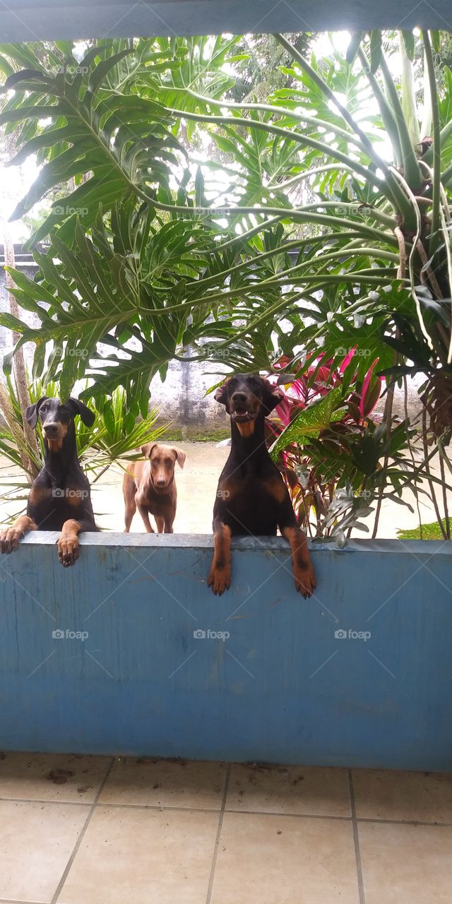 the three dobermans too