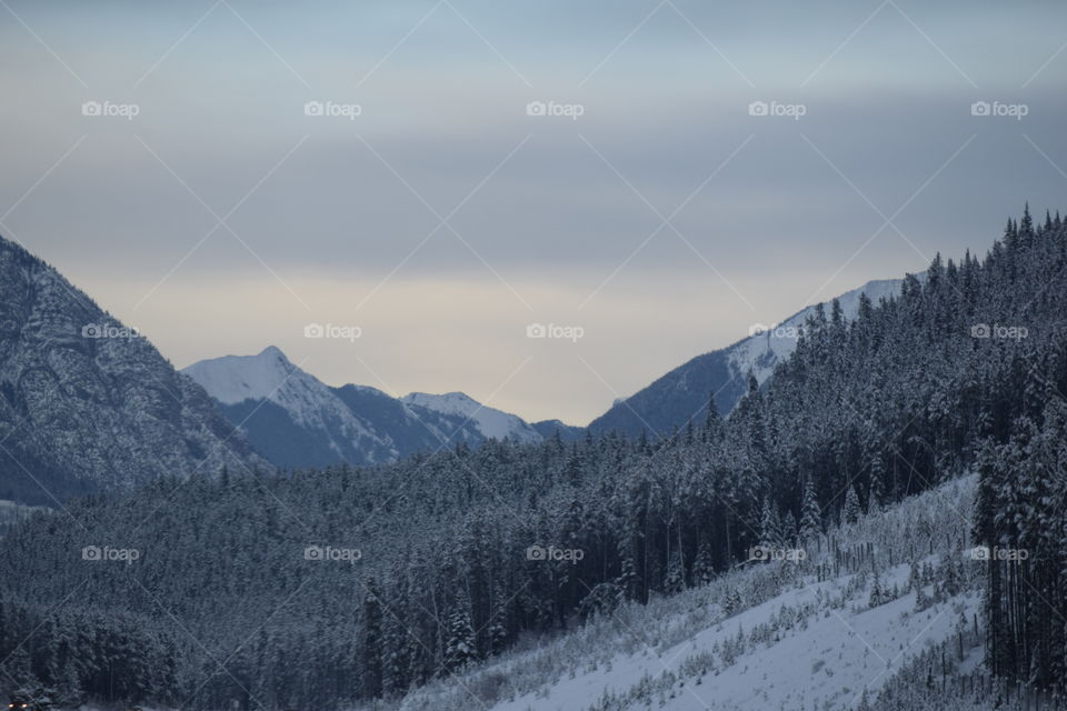 View of forest in winter