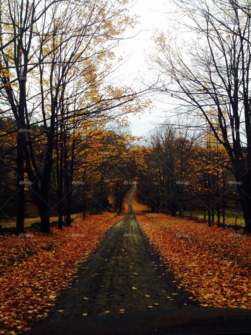 Autumn Road