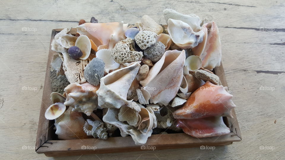 mi jardín de conchas¡¡